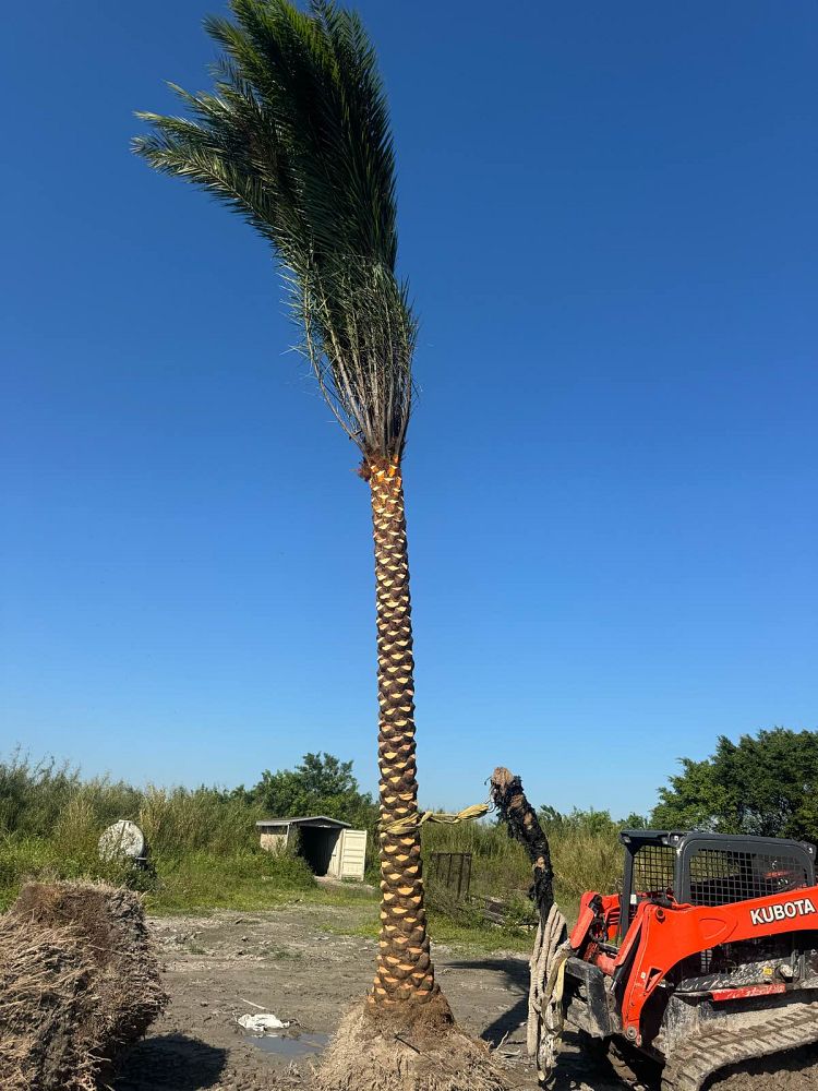phoenix-sylvestris-sylvester-date-palm-silver-date-palm-wild-date-palm