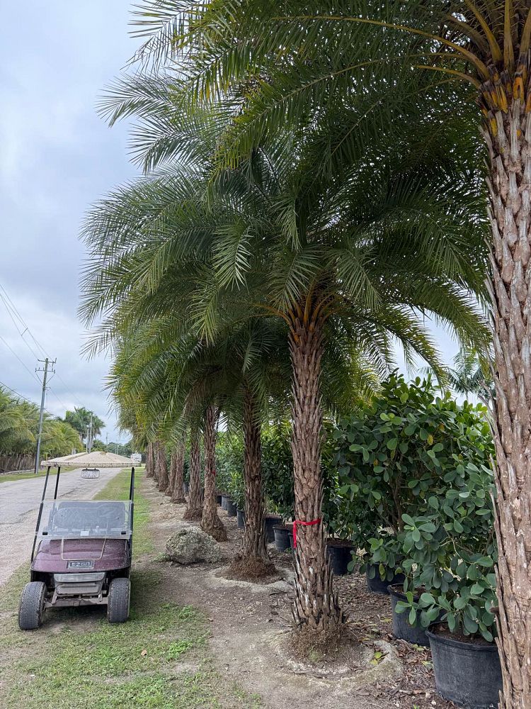 phoenix-sylvestris-sylvester-date-palm-silver-date-palm-wild-date-palm