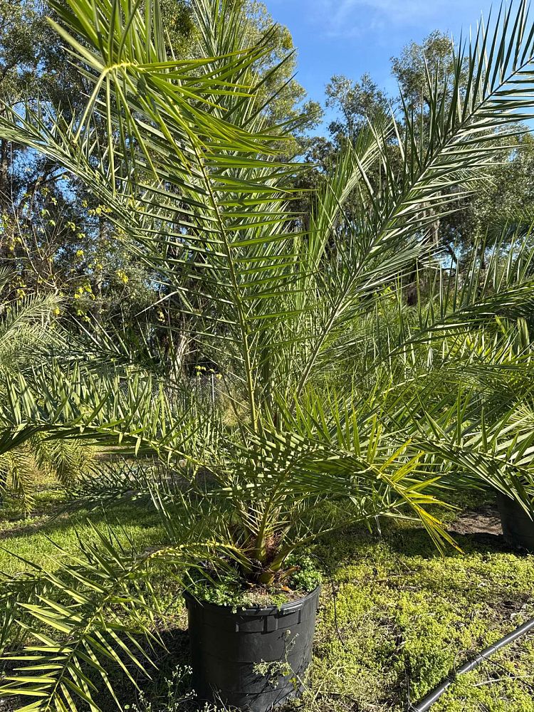 phoenix-sylvestris-sylvester-date-palm-silver-date-palm-wild-date-palm