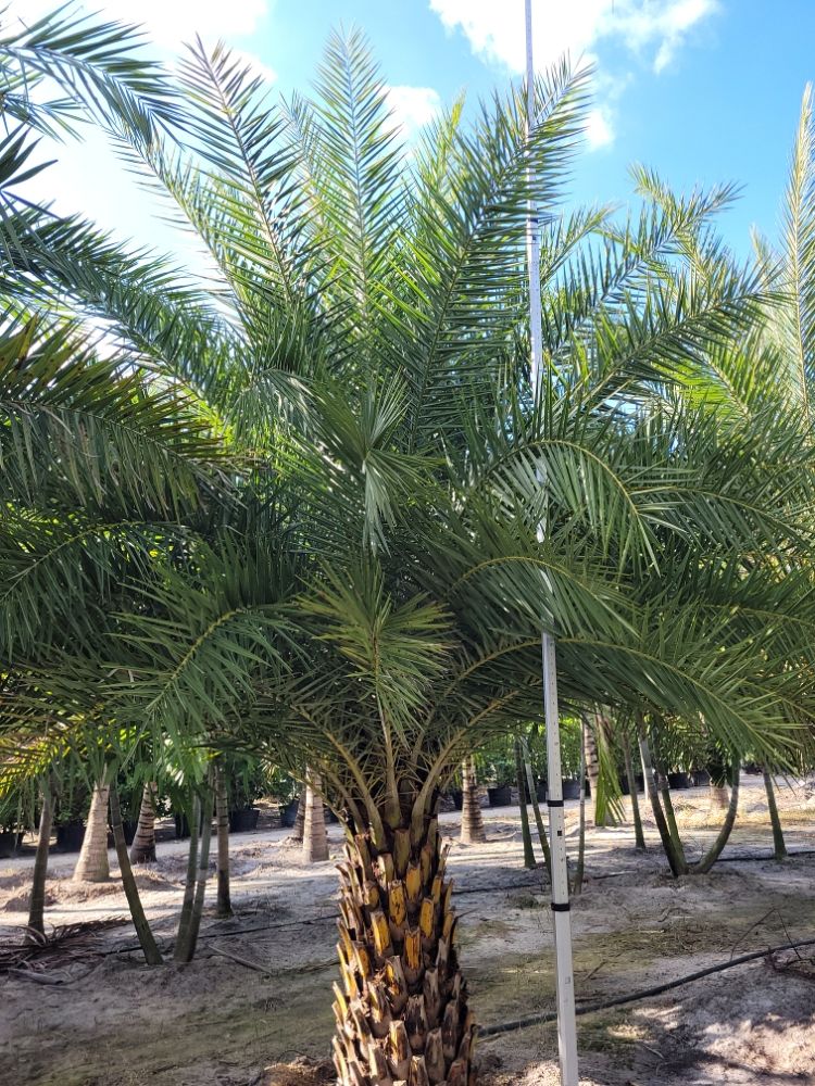 phoenix-sylvestris-sylvester-date-palm-silver-date-palm-wild-date-palm