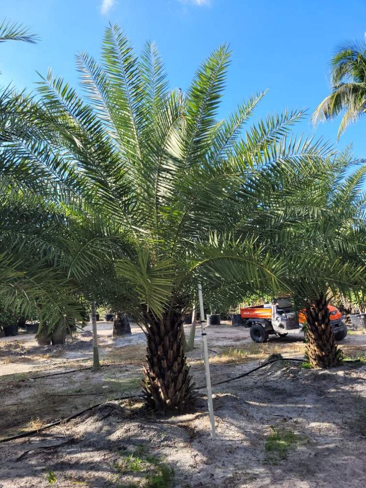 phoenix-sylvestris-sylvester-date-palm-silver-date-palm-wild-date-palm
