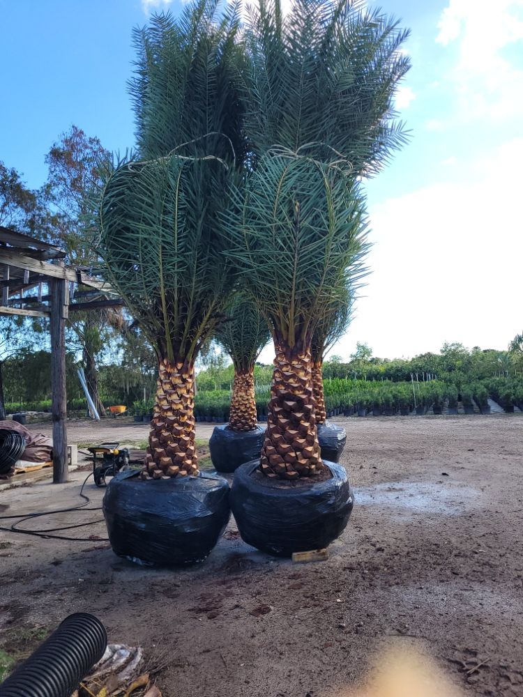 phoenix-sylvestris-sylvester-date-palm-silver-date-palm-wild-date-palm