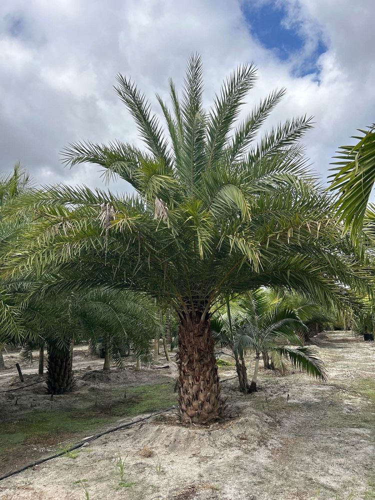 phoenix-sylvestris-sylvester-date-palm-silver-date-palm-wild-date-palm