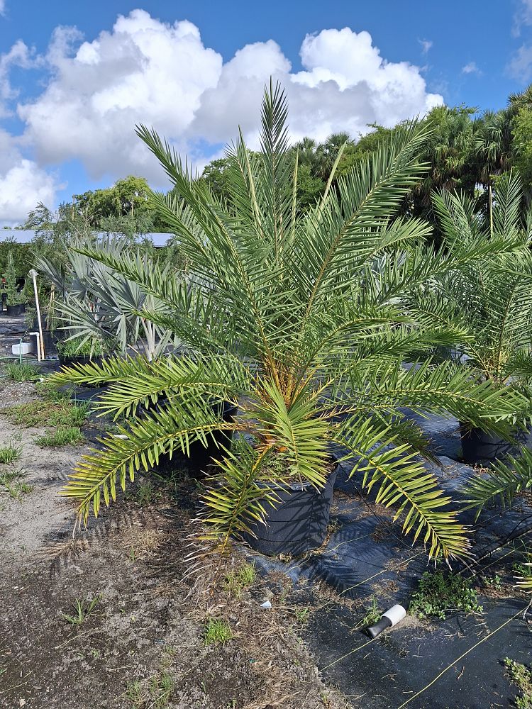 phoenix-sylvestris-sylvester-date-palm-silver-date-palm-wild-date-palm