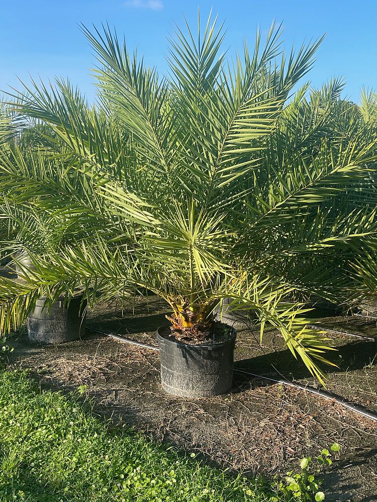 phoenix-sylvestris-sylvester-date-palm-silver-date-palm-wild-date-palm