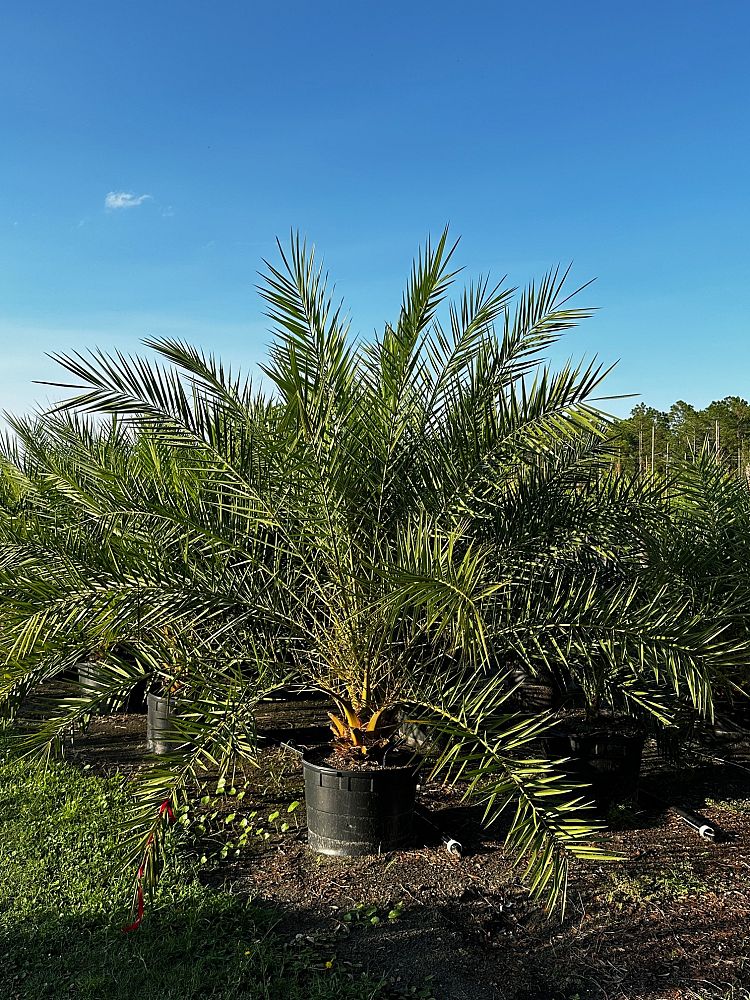 phoenix-sylvestris-sylvester-date-palm-silver-date-palm-wild-date-palm