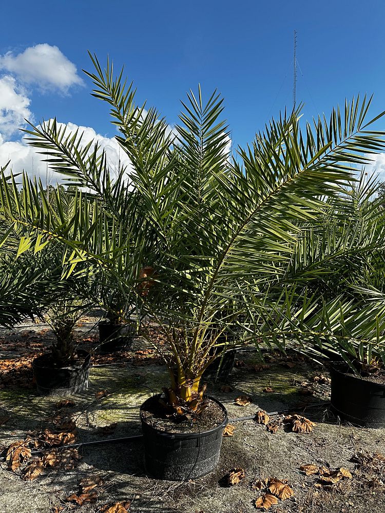 phoenix-sylvestris-sylvester-date-palm-silver-date-palm-wild-date-palm