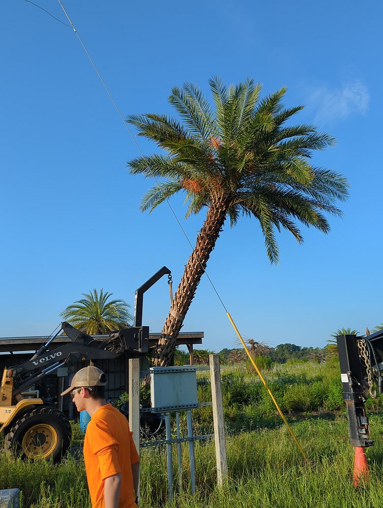 phoenix-sylvestris-sylvester-date-palm-silver-date-palm-wild-date-palm