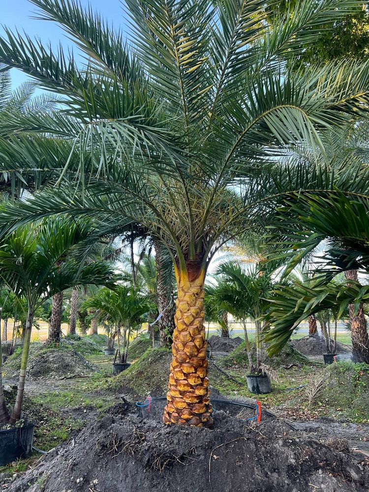 phoenix-sylvestris-sylvester-date-palm-silver-date-palm-wild-date-palm