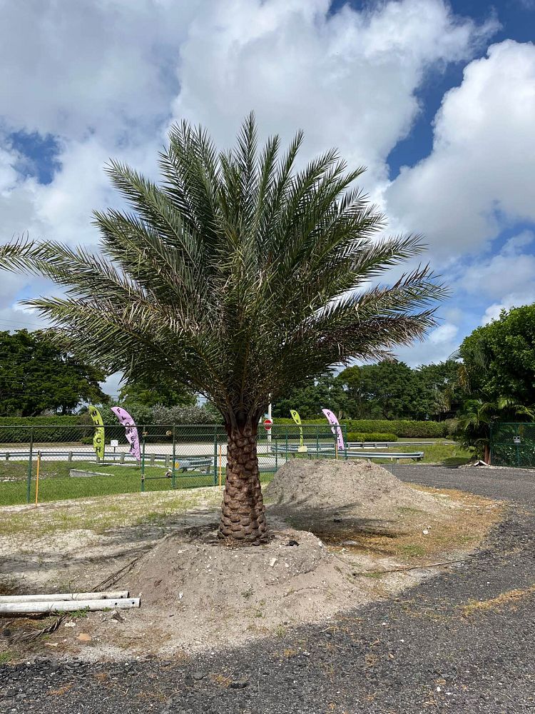 phoenix-sylvestris-sylvester-date-palm-silver-date-palm-wild-date-palm