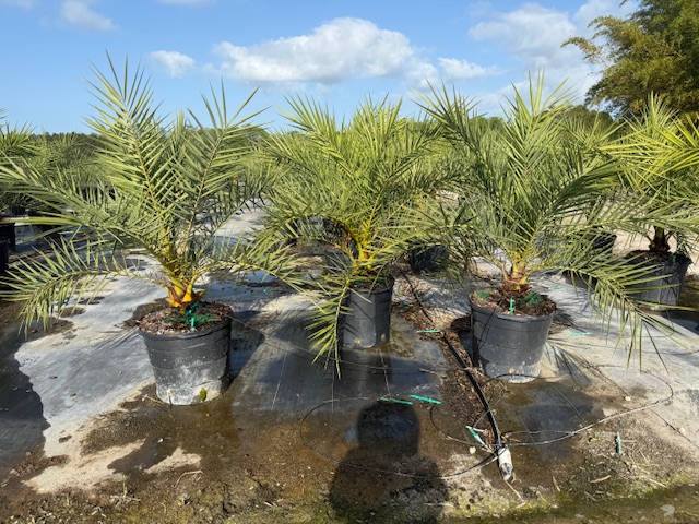 phoenix-sylvestris-sylvester-date-palm-silver-date-palm-wild-date-palm