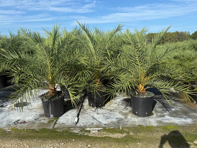 phoenix-sylvestris-sylvester-date-palm-silver-date-palm-wild-date-palm