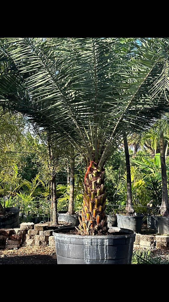 phoenix-sylvestris-sylvester-date-palm-silver-date-palm-wild-date-palm