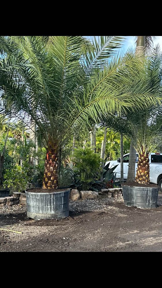 phoenix-sylvestris-sylvester-date-palm-silver-date-palm-wild-date-palm
