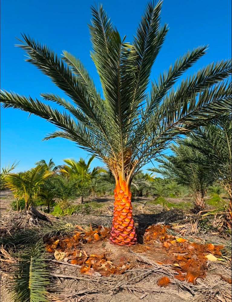 phoenix-sylvestris-sylvester-date-palm-silver-date-palm-wild-date-palm