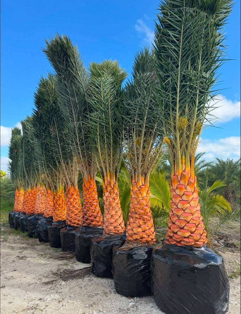 phoenix-sylvestris-sylvester-date-palm-silver-date-palm-wild-date-palm