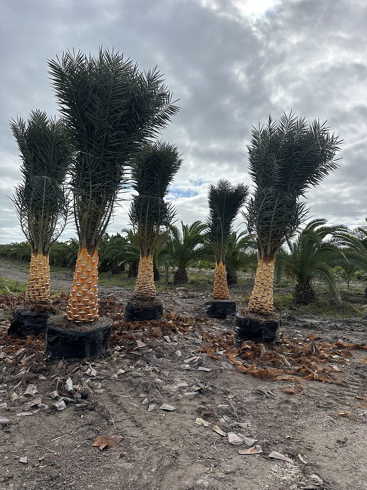 phoenix-sylvestris-sylvester-date-palm-silver-date-palm-wild-date-palm