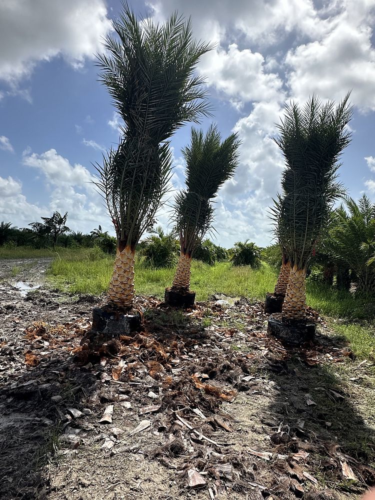 phoenix-sylvestris-sylvester-date-palm-silver-date-palm-wild-date-palm