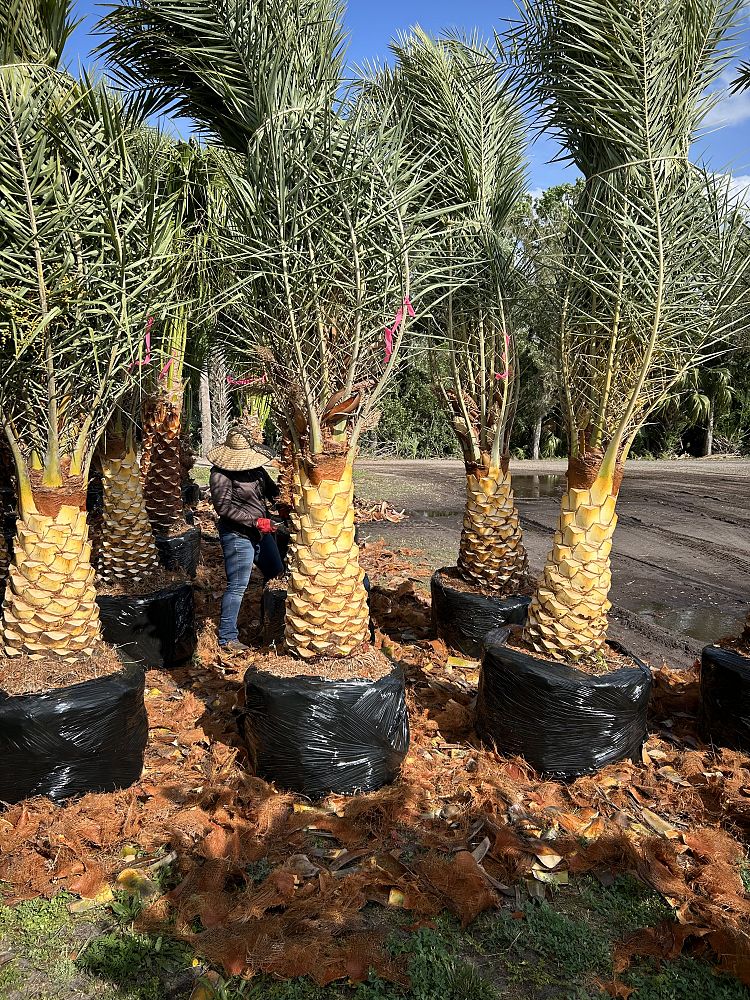 phoenix-sylvestris-sylvester-date-palm-silver-date-palm-wild-date-palm