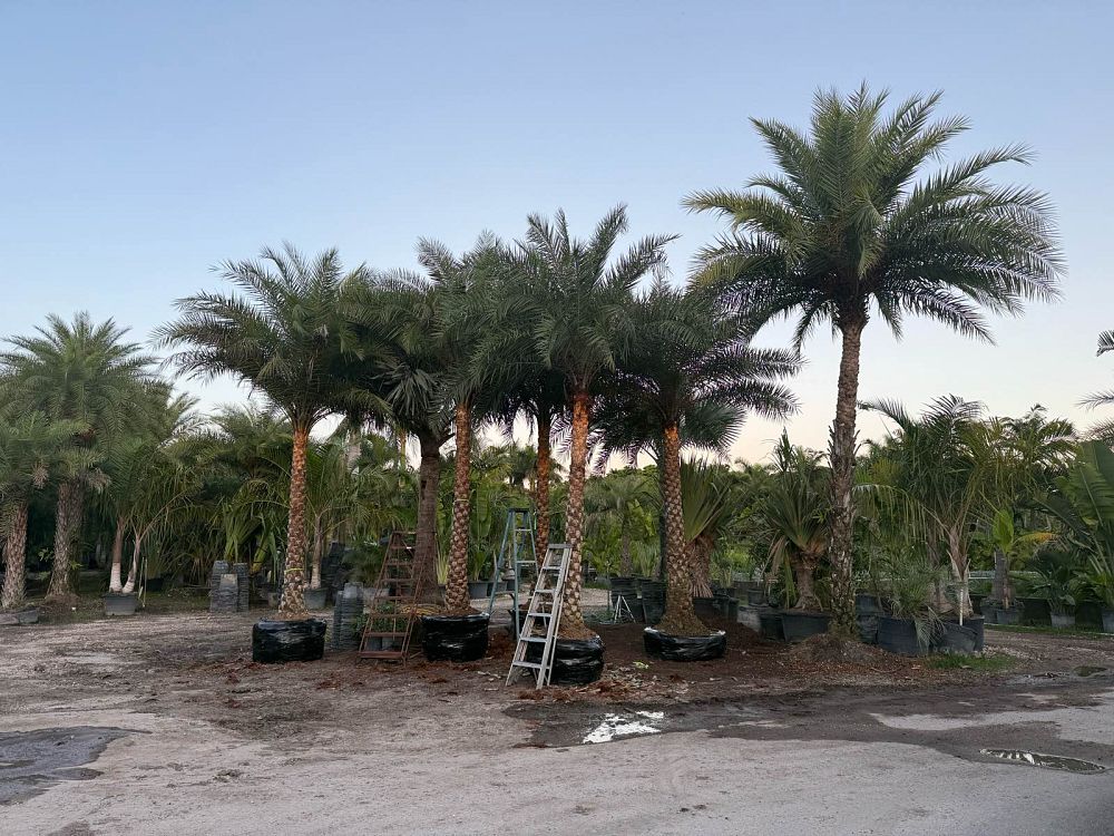 phoenix-sylvestris-sylvester-date-palm-silver-date-palm-wild-date-palm