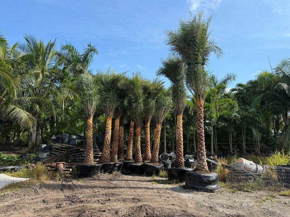 phoenix-sylvestris-sylvester-date-palm-silver-date-palm-wild-date-palm
