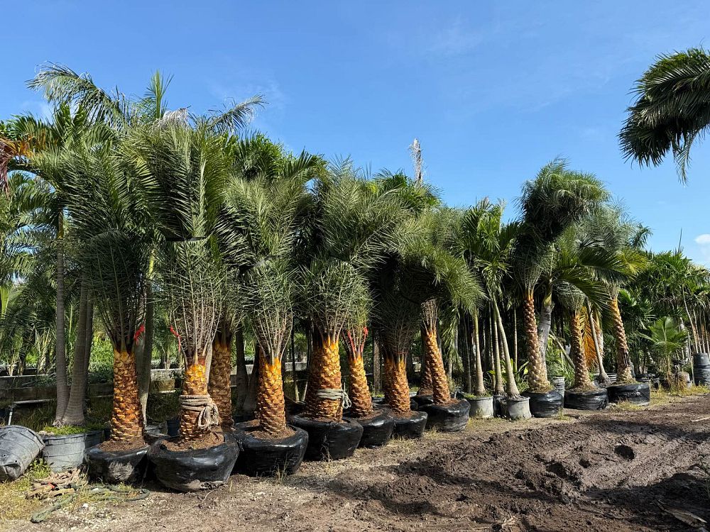 phoenix-sylvestris-sylvester-date-palm-silver-date-palm-wild-date-palm