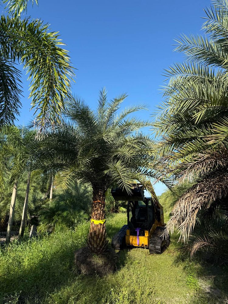 phoenix-sylvestris-sylvester-date-palm-silver-date-palm-wild-date-palm