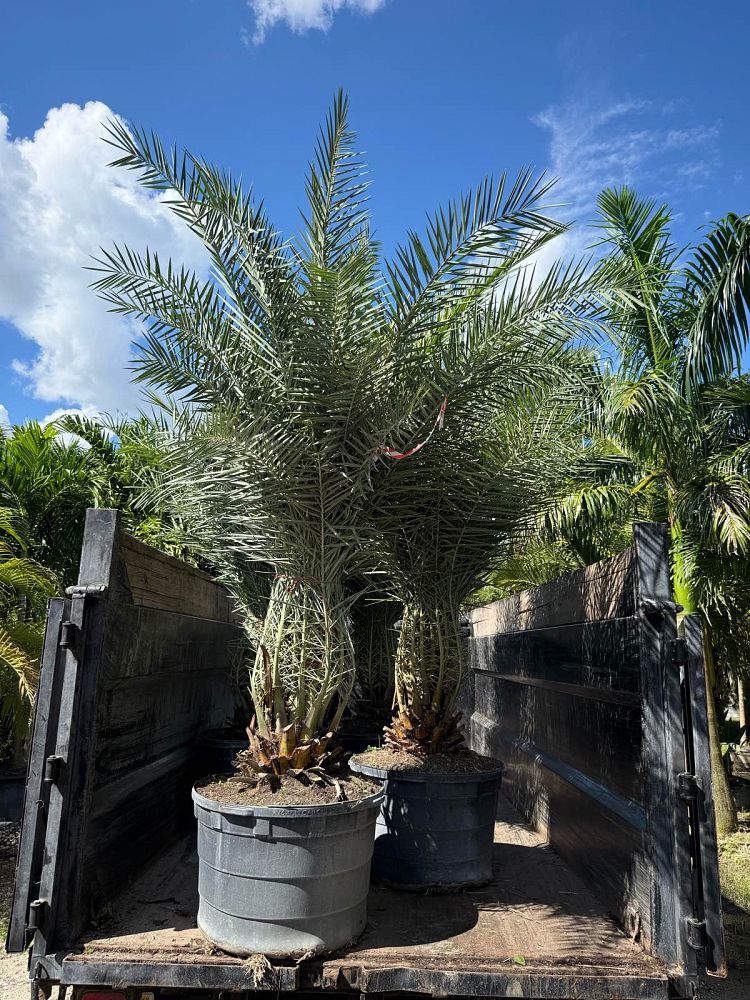 phoenix-sylvestris-sylvester-date-palm-silver-date-palm-wild-date-palm