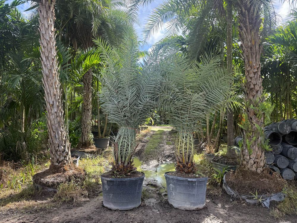 phoenix-sylvestris-sylvester-date-palm-silver-date-palm-wild-date-palm
