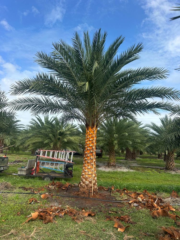 phoenix-sylvestris-sylvester-date-palm-silver-date-palm-wild-date-palm