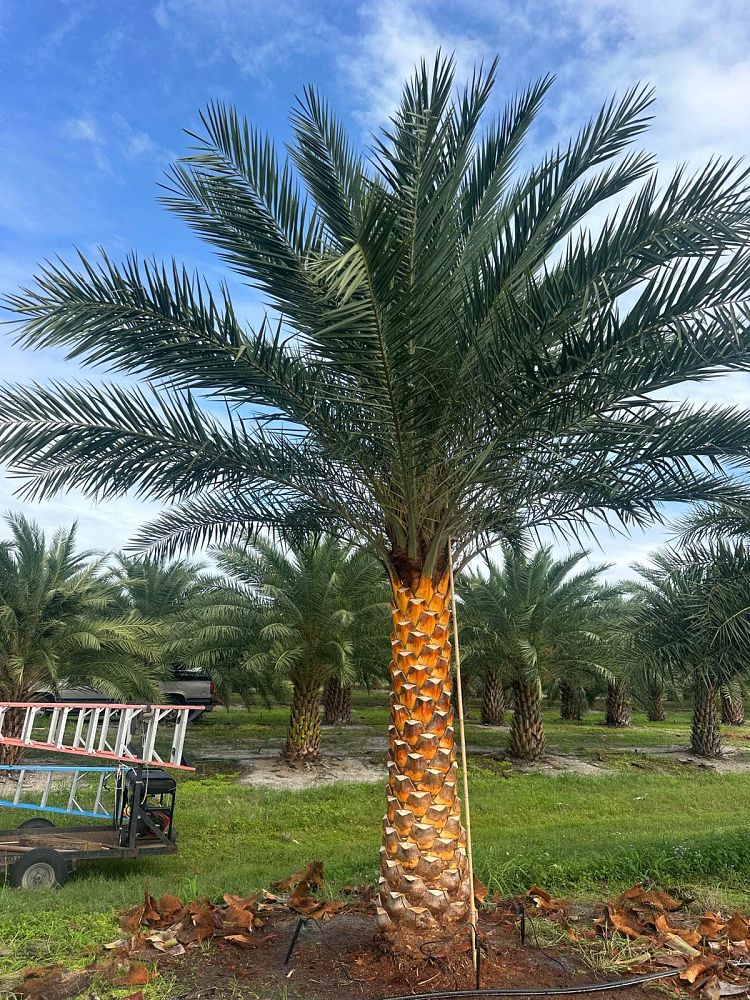 phoenix-sylvestris-sylvester-date-palm-silver-date-palm-wild-date-palm