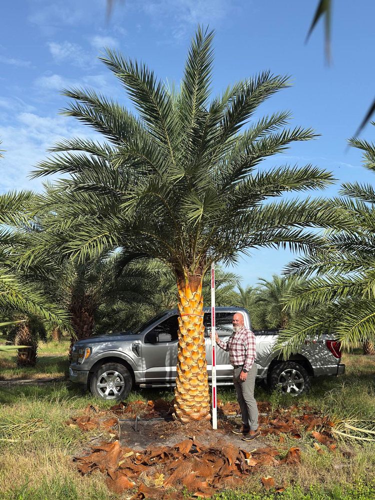 phoenix-sylvestris-sylvester-date-palm-silver-date-palm-wild-date-palm