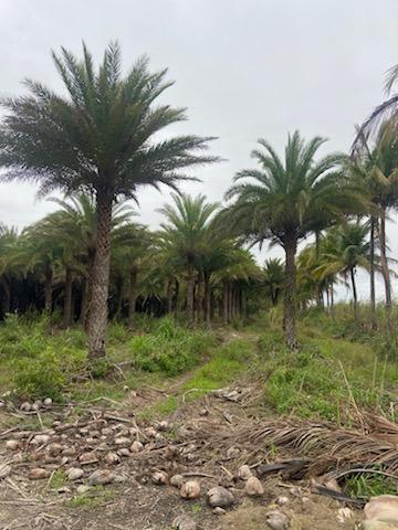 phoenix-sylvestris-sylvester-date-palm-silver-date-palm-wild-date-palm