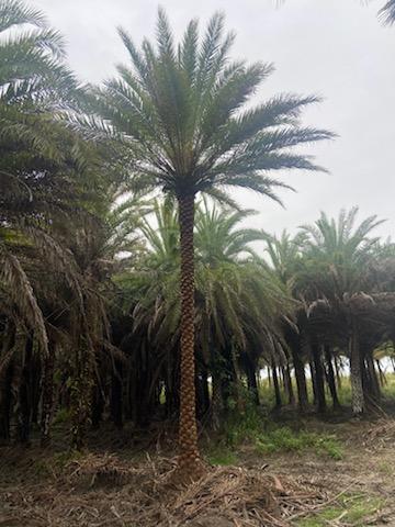 phoenix-sylvestris-sylvester-date-palm-silver-date-palm-wild-date-palm