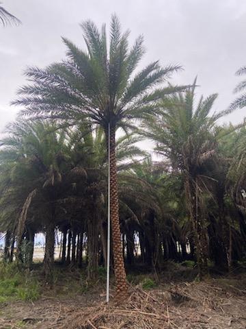 phoenix-sylvestris-sylvester-date-palm-silver-date-palm-wild-date-palm