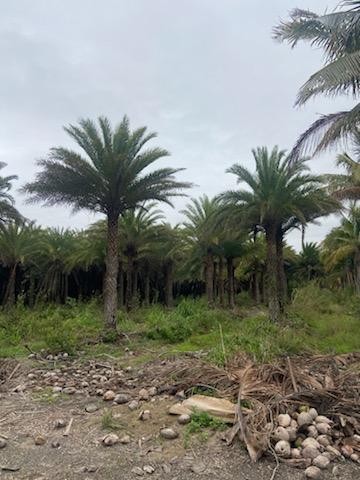 phoenix-sylvestris-sylvester-date-palm-silver-date-palm-wild-date-palm