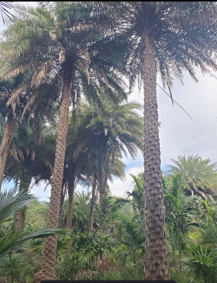 phoenix-sylvestris-sylvester-date-palm-silver-date-palm-wild-date-palm