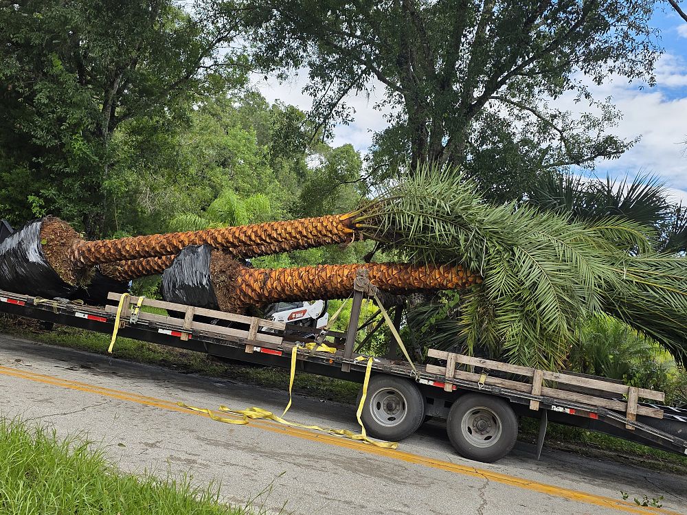 phoenix-sylvestris-sylvester-date-palm-silver-date-palm-wild-date-palm