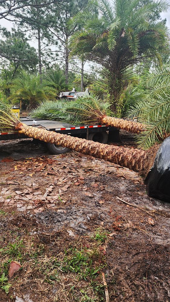 phoenix-sylvestris-sylvester-date-palm-silver-date-palm-wild-date-palm