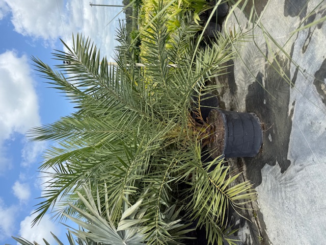 phoenix-sylvestris-sylvester-date-palm-silver-date-palm-wild-date-palm