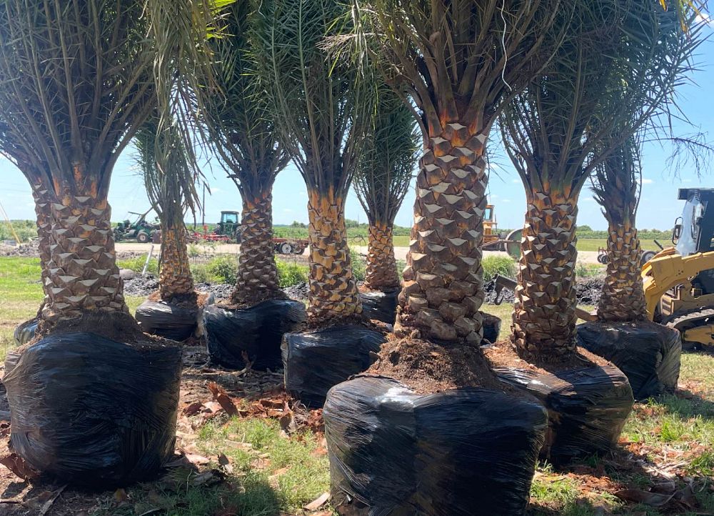 phoenix-sylvestris-sylvester-date-palm-silver-date-palm-wild-date-palm