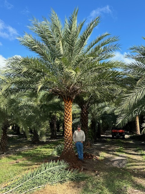 phoenix-sylvestris-sylvester-date-palm-silver-date-palm-wild-date-palm