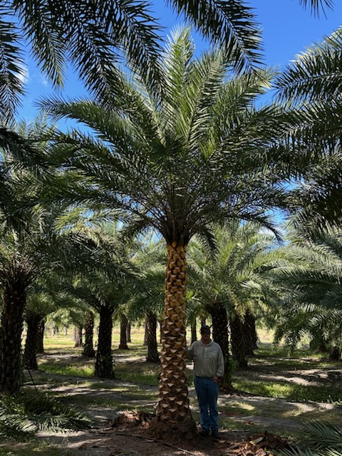 phoenix-sylvestris-sylvester-date-palm-silver-date-palm-wild-date-palm