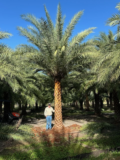 phoenix-sylvestris-sylvester-date-palm-silver-date-palm-wild-date-palm