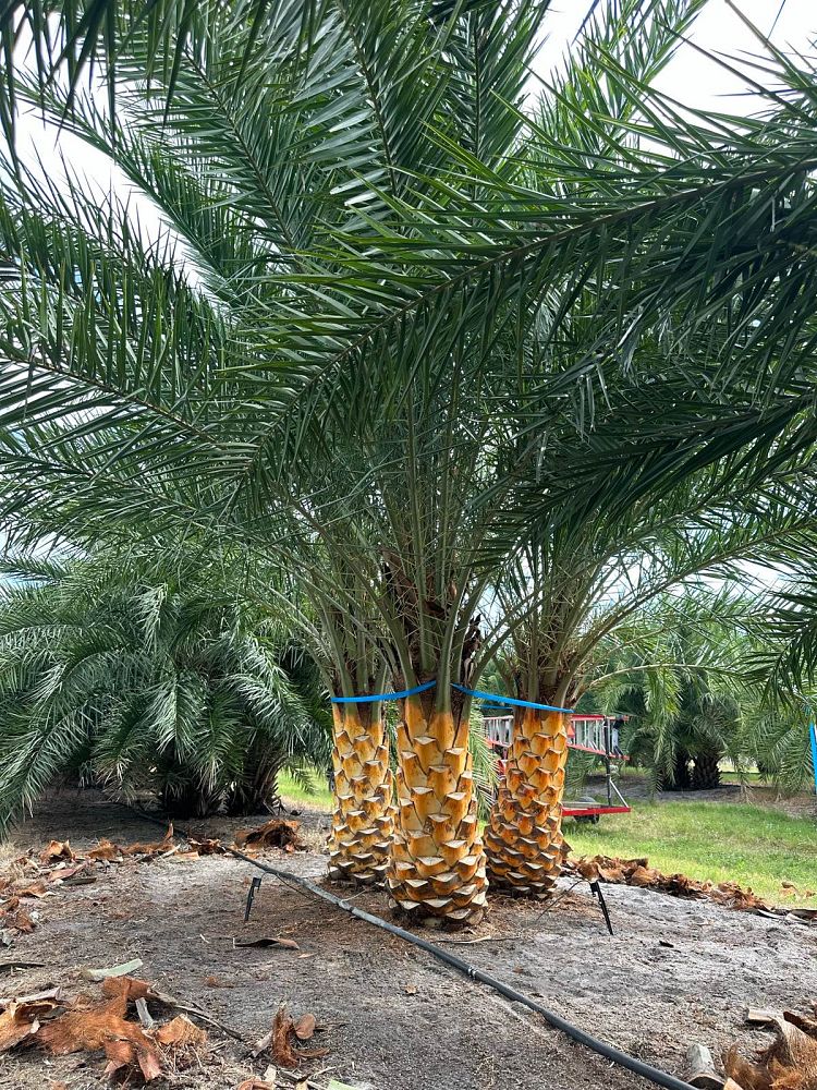 phoenix-sylvestris-sylvester-date-palm-silver-date-palm-wild-date-palm
