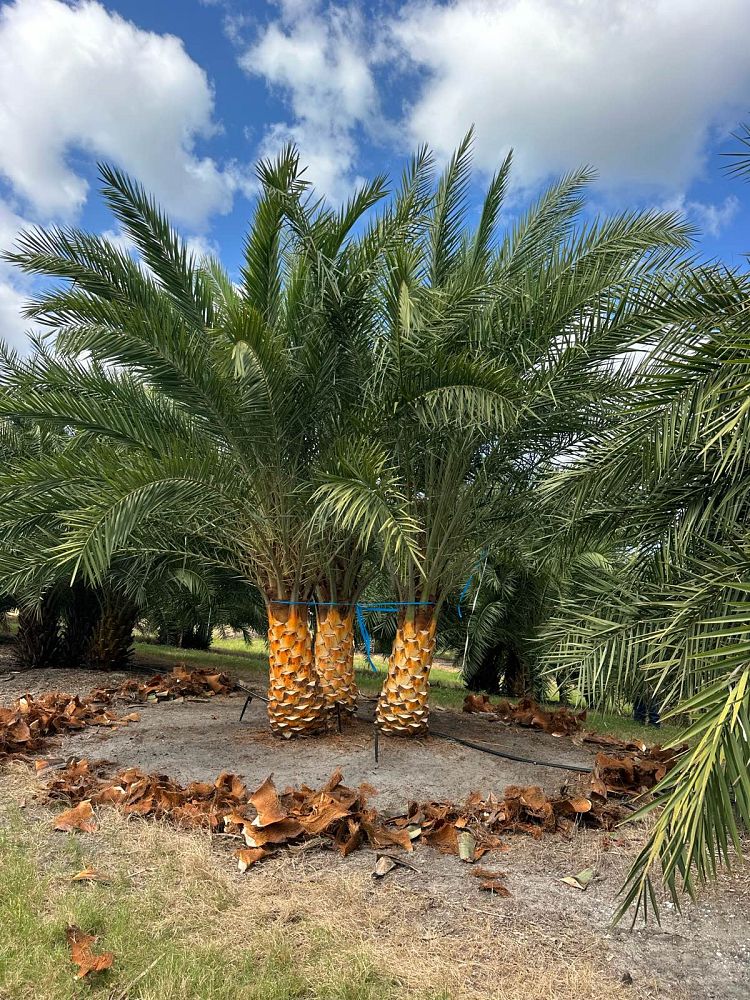 phoenix-sylvestris-sylvester-date-palm-silver-date-palm-wild-date-palm