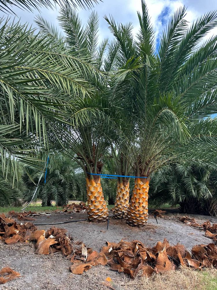 phoenix-sylvestris-sylvester-date-palm-silver-date-palm-wild-date-palm