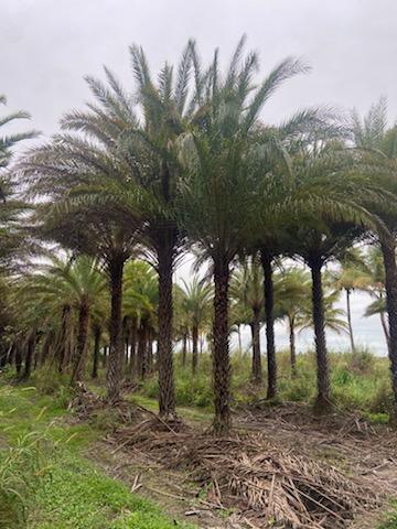 phoenix-sylvestris-sylvester-date-palm-silver-date-palm-wild-date-palm