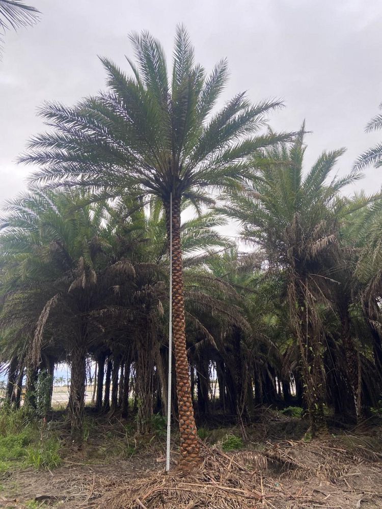 phoenix-sylvestris-sylvester-date-palm-silver-date-palm-wild-date-palm