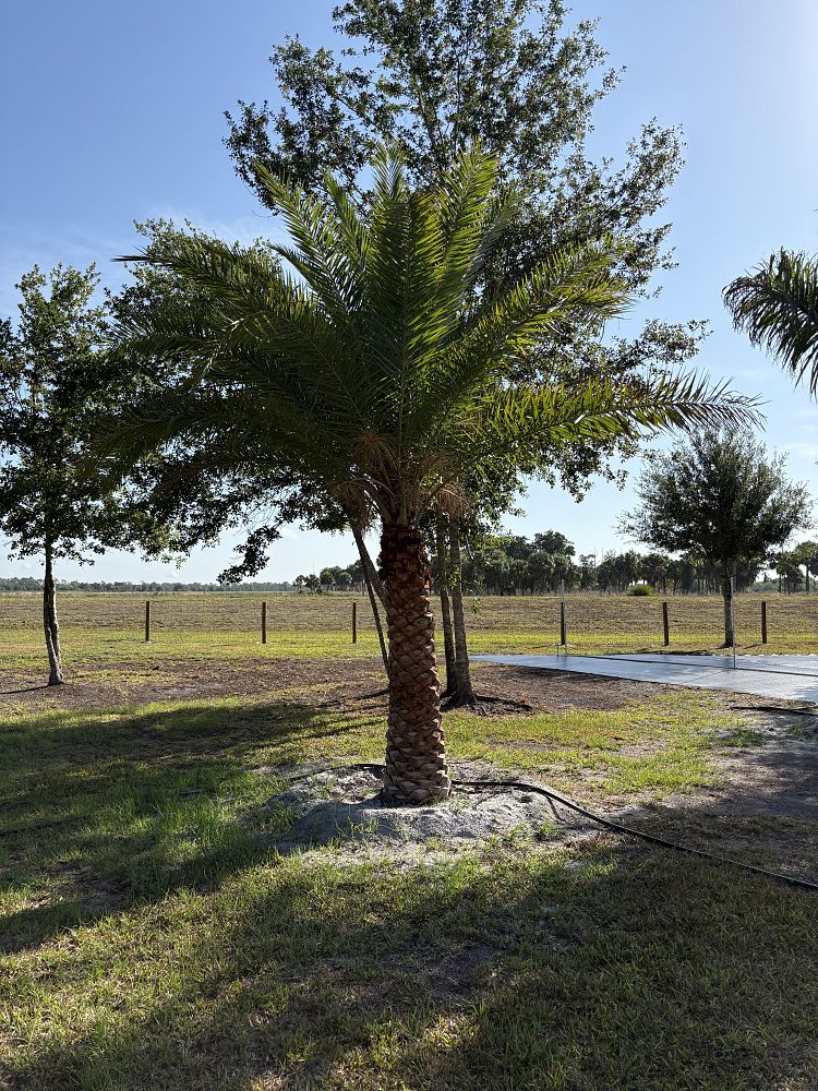 phoenix-sylvestris-sylvester-date-palm-silver-date-palm-wild-date-palm
